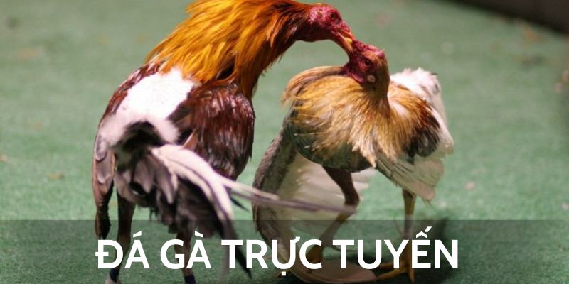 Quy định thắng thua trong game đá gà trực tuyến