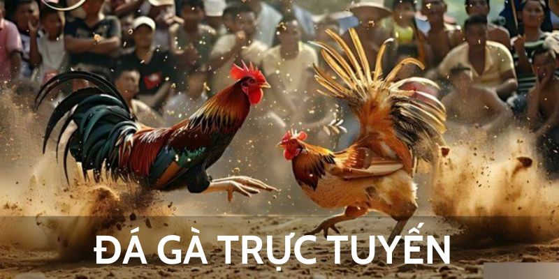 Thuật ngữ thường có trong đá gà trực tuyến