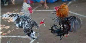 Tổng hợp các từ chuyên môn